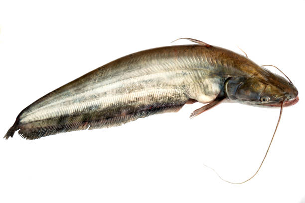 istock Great white sheatfish,Wallago attu  fish, freshwater fish. 2096030741