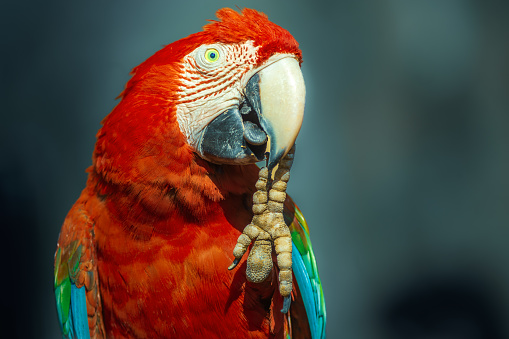 Red Scarlet macaw bird photographed over dark blurry background