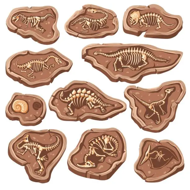 Vector illustration of Dinosaur bones fossils. Reptile fossil in ground stone, cartoon lizard skeleton jurassic dinosaurs body bone for museum archaeology animal excavation set recent vector illustration