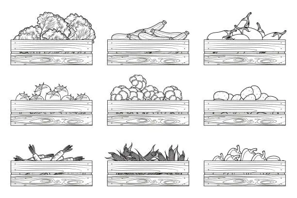 Vector illustration of Boxes with vegetables. Tomato, pepper, carrot, eggplant, cucumber, lettuce, broccoli, corn, potato.