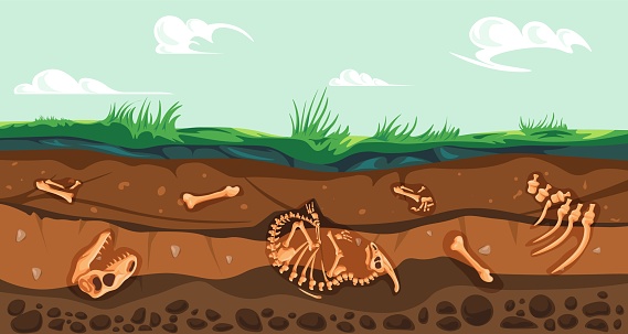 Underground fossil. Subterranean fossils soil layers, geology archeologic dig artifacts under earth ground extinct animal bones prehistoric archeology, recent vector illustration of fossil geology