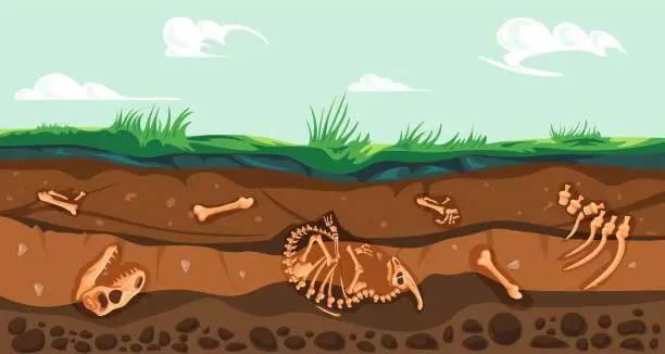 Vector illustration of Underground fossil. Subterranean fossils soil layers, geology archeologic dig artifacts under earth ground extinct animal bones prehistoric archeology, recent vector illustration