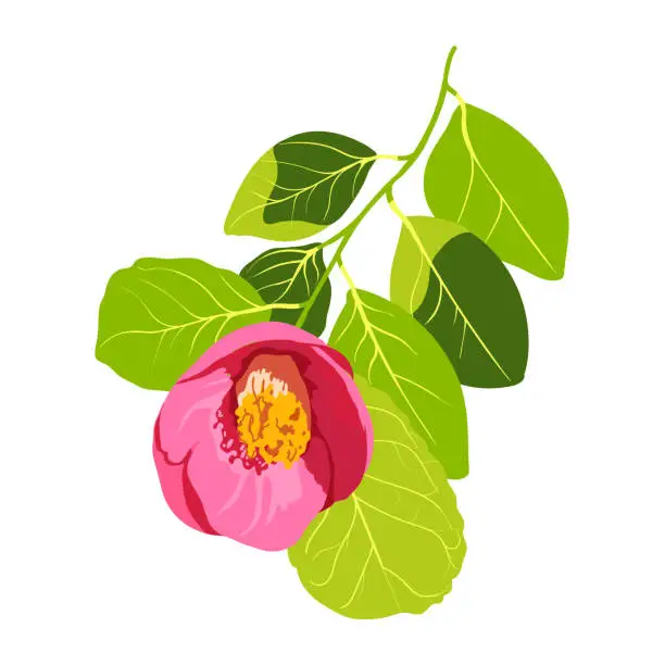 Vector illustration of Camellia japonica, vector illustration isolated on white background