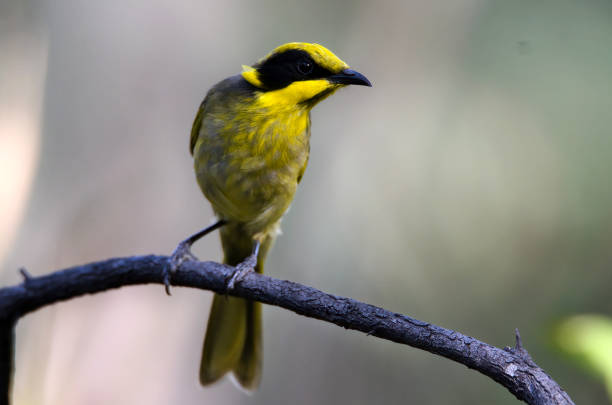 istock Yellow Tufted Honeyeaters 2096073772