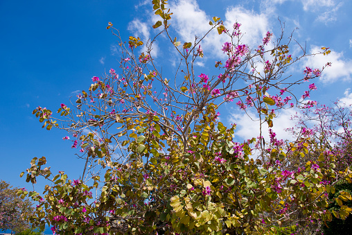 Pink azaleas burst into bloom against a blue sky.