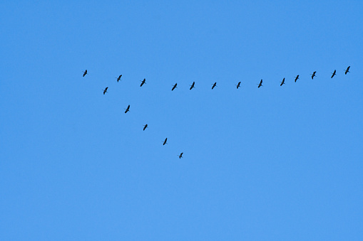 Cranes fly in V formation in the sky. Migratory birds on the Darss. Bird photo