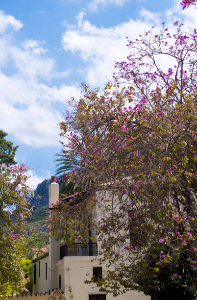 purple flowers and tree in the garden