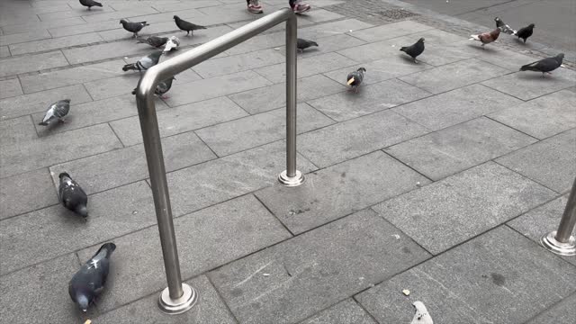 Flock of pigeons eating bread on sidewalk in the city