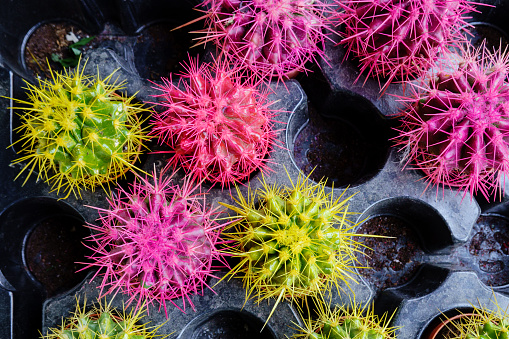 Succulent cactus painted in unusual colors in pots, top view. Hobby garden pink and yellow cacti plant