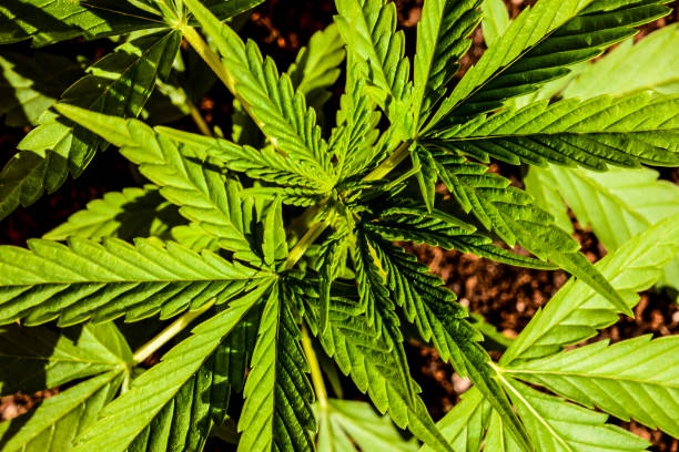 Photo Picture of Young Green Cannabis Marijuana Leaf Plant Detail