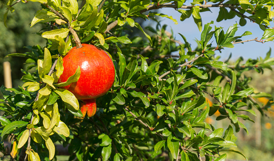 Close-up of ripe red pomegranate growing on a tree. Branches and green leaves are visible.