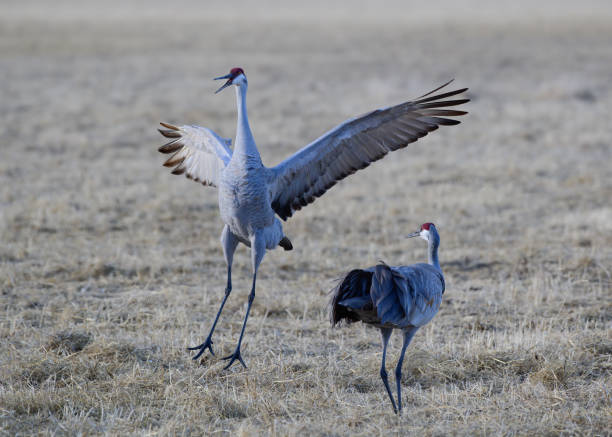 istock Migrating Greater Sandhill Cranes in Monte Vista, Colorado 2096139546