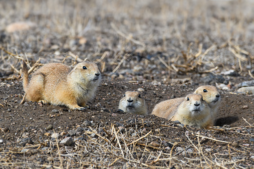 Beringian or Arctic ground squirrel. Spermophilus brunniceps. Urocitellus parryii