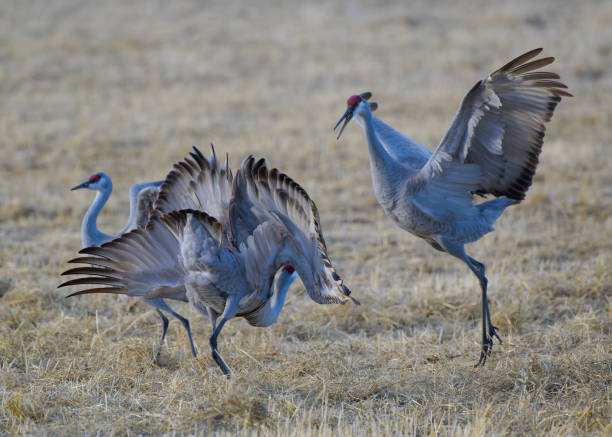 istock Migrating Greater Sandhill Cranes in Monte Vista, Colorado 2096141171