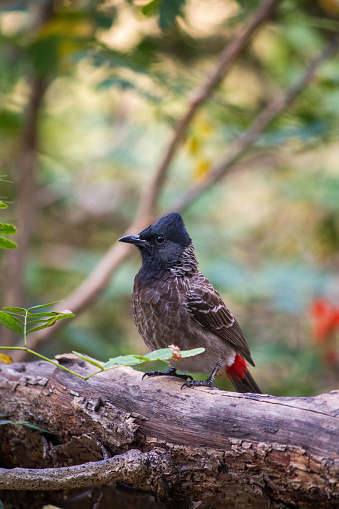 A red-vented bulbul perched on a tree branch in the woods.