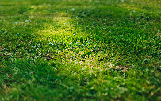 Bright juicy green grass background. Fresh green manicured lawn close up.