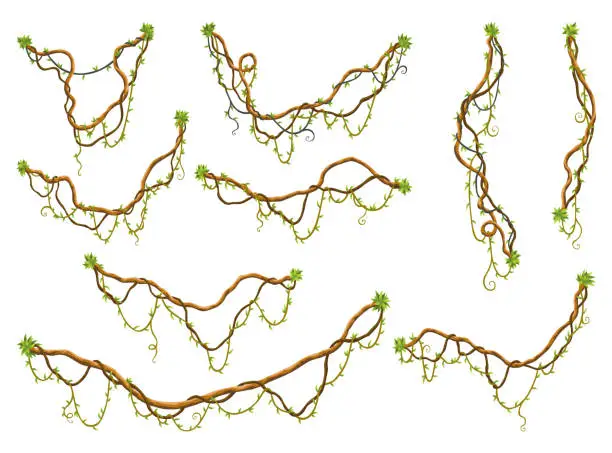 Vector illustration of Collection of twisted wild lianas branches. Jungle vine plants. Rainforest flora and exotic botany. Woody natural branches