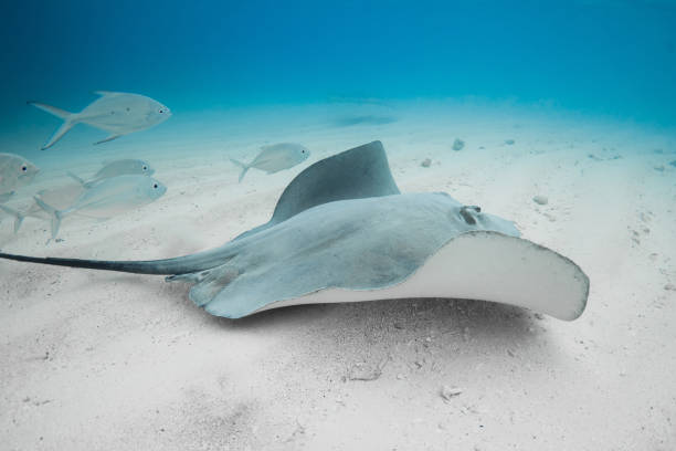 istock Stingray underwater on sandy sea bottom. Sting ray fish in tropical sea 2096163475