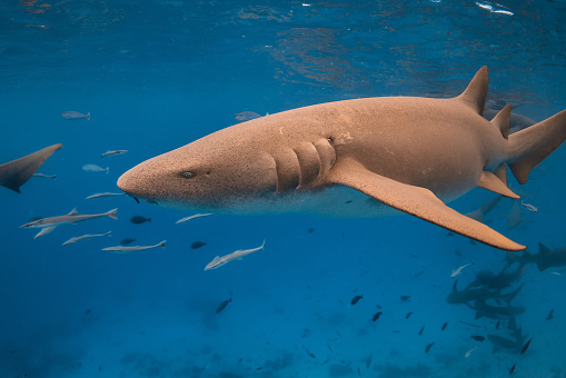 Nurse shark swims in tropical blue sea. Close up