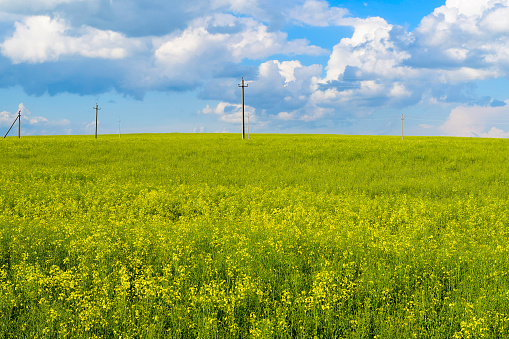 Rapeseed field and blue sky. Beautiful natural landscape. Yellow flowers. Agriculture, harvest.