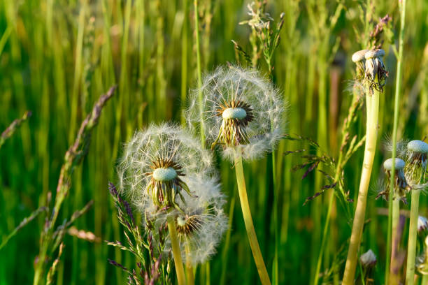 istock White dandelions in a meadow, close-up. 2096174015