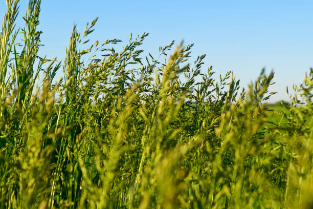 istock Green grass against the blue sky. 2096174016