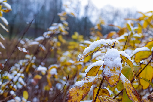 First snow on yellow leaves. Beautiful winter landscape. Natural background. Weather.
