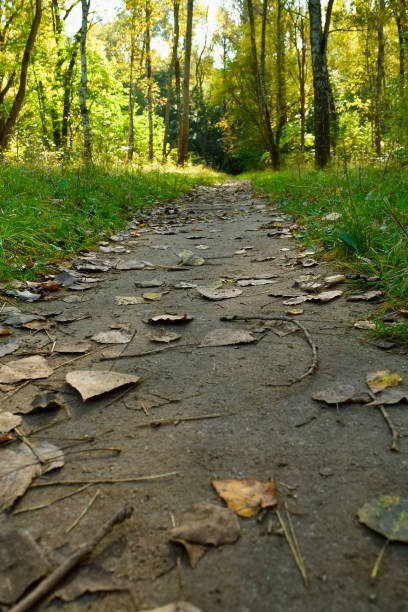 Path in the autumn park. Beautiful autumn landscape. Autumn background. Weather.