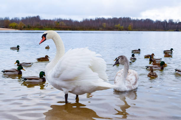 istock Swans and mallards in the lake. 2096174575