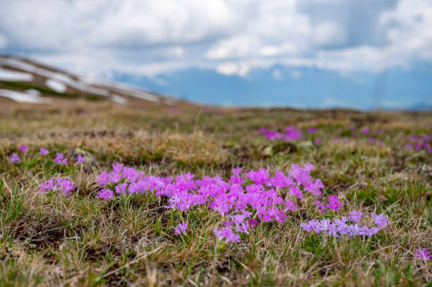 Fairy primrose flower (Primula minima) growing on the Aineck mountain on the border of Carinthia and Salzburger land in Austria during an overcast springtime day.