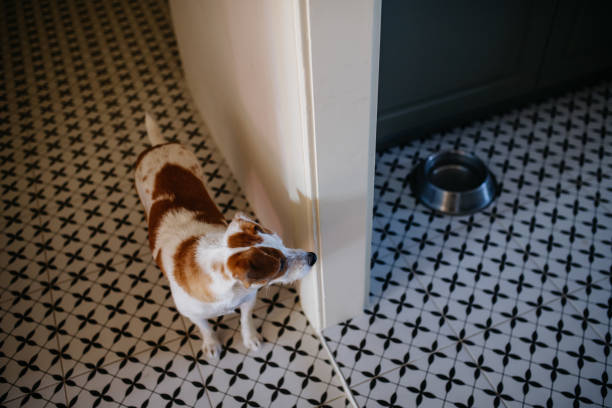 istock Dog is standing and waiting to be fed. 2096180763