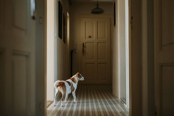 istock Dog is standing and waiting to be fed. 2096181790