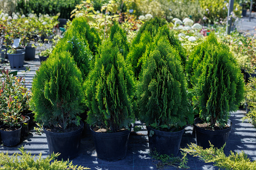 Rows of pots with green seedlings of thuja smaragd in the nursery