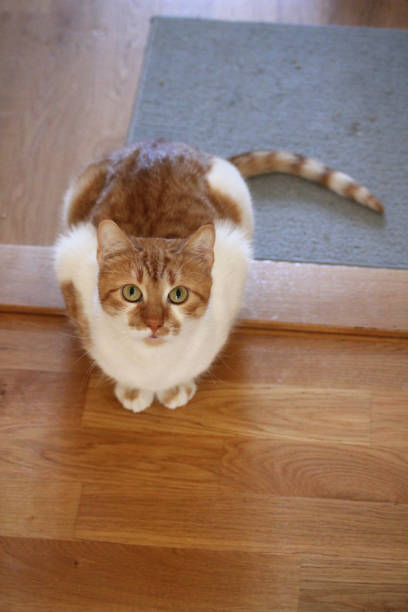 istock A ginger and white cat sitting on the floor and looking straight above 2096184904