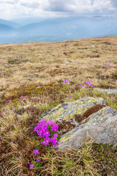 istock Fairy primrose flower on the Aineck mountain in Austria during springtime 2096185966