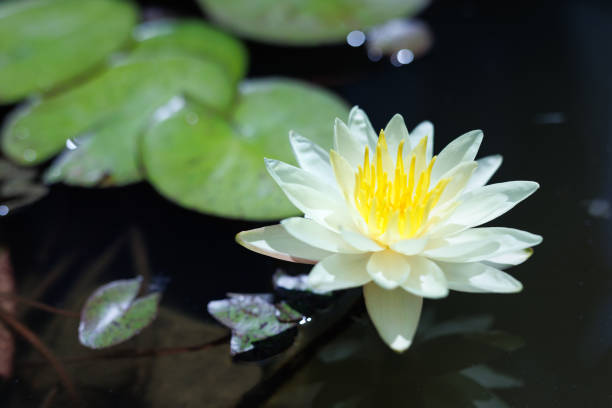 istock White water lily in nature pond. 2096192150
