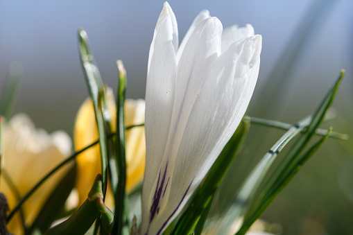 Close-up of blooming white crocus flower. Group of wildflowers with bright white petals against the blue sky.