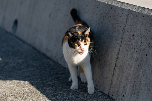 cute calico cat