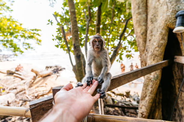 Cute monkey holding a young man's hand on a monkey trail on the Ao Nang beach in Thailand. Young man's POV.