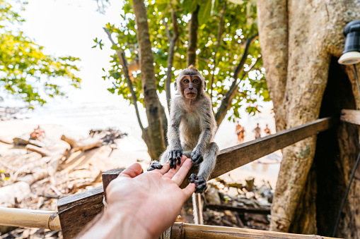Cute monkey holding a young man's hand on a monkey trail on the Ao Nang beach in Thailand. Young man's POV.