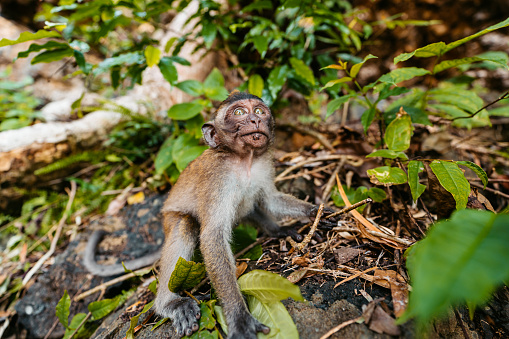 Cute monkey on a monkey trail on the Ao Nang beach in Thailand.