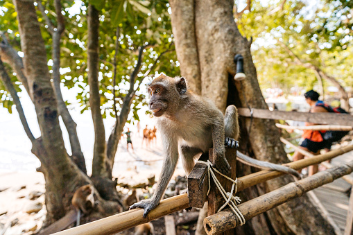 Cute monkey on a monkey trail on the Ao Nang beach in Thailand.