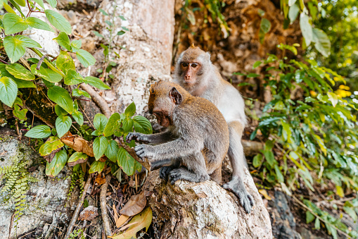 mother monkey (cercopithecus patas ) and little baby isolated on white background