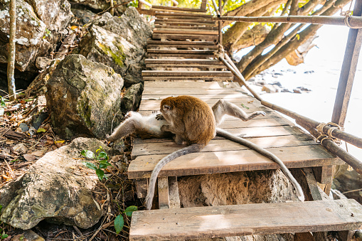 Two cute monkeys playing on a monkey trail on the Ao Nang beach in Thailand.