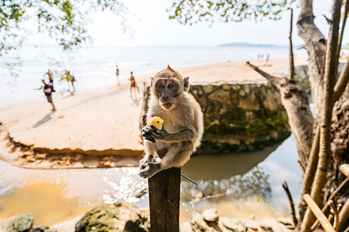 Cute monkey eating on the Ao Nang beach in Thailand.