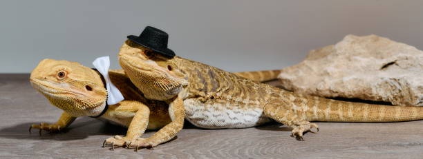 istock Bearded Dragons: A Close-Up Look at This Amazing Lizards 2096219903