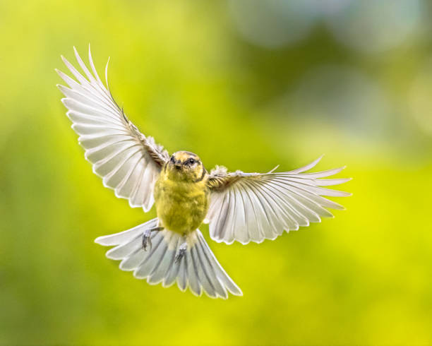 istock Flying bird on vivid green garden background 2096220958