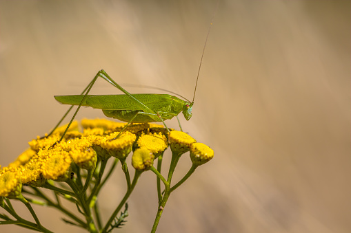 Sickle-bearing bush-cricket (Phaneroptera falcata) resting on flower of tansy on a summer day. This species has been extending the northern limits of its range in Europe as result from climate change.