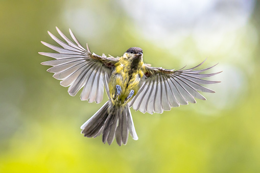 Bird in Flight. Great tit (Parus major) just before landing with visible stretched wings and spread feathers on green background