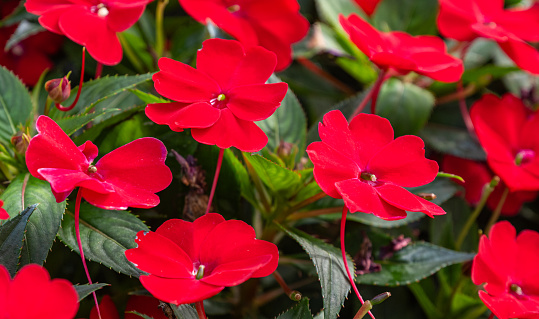 Red balsam flowers on a flowerbed